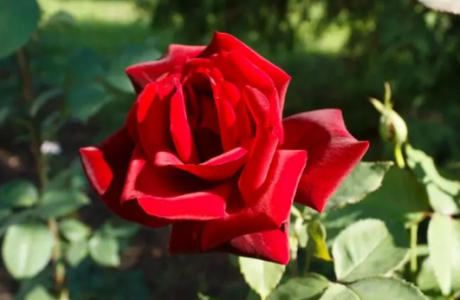 女人梦到红玫瑰有什么预示？心理学梦见红玫瑰是什么意思？