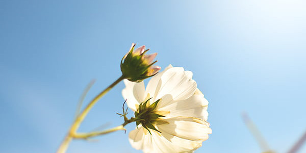 原版周公解梦梦到芍药是什么征兆？梦到美丽的芍药花暗示什么？