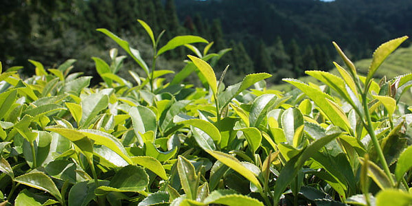 春，夏，秋，高山茶，各种绿茶区别是什么？为什么有春茶、夏茶、秋茶？