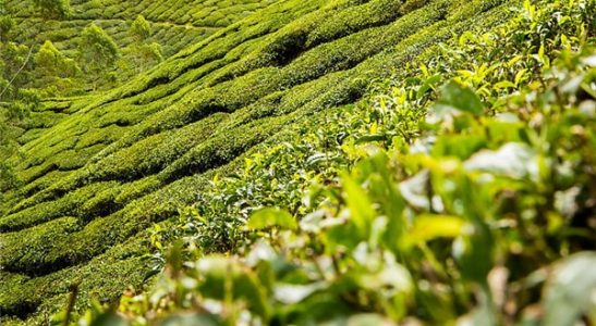 绿茶的加工工序有哪几种？绿茶蒸青炒青晒青烘青的特点是什么？