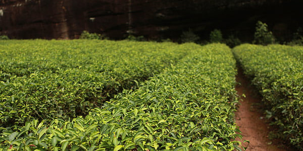 绿茶白茶黄茶青茶红茶黑茶的区别是什么？六类茶分类的标准是什么？