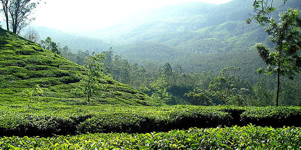 绿茶杀青工艺分几种？绿茶几月采摘最好？